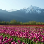 世界の春の絶景：8位：カナダ フレーザーバレーのチューリップ